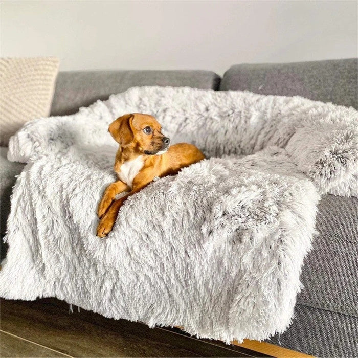 Dog Bed Buying Guide: Calming vs. Elevated vs. Inflatable Beds